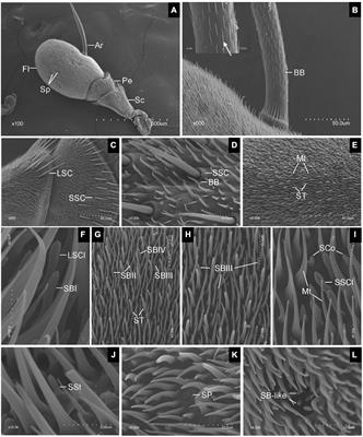 Morphological and Ultrastructural Characterization of Antennal Sensilla and the Detection of Floral Scent Volatiles in Eupeodes corollae (Diptera: Syrphidae)